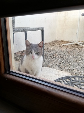 左！だけど右を走って！