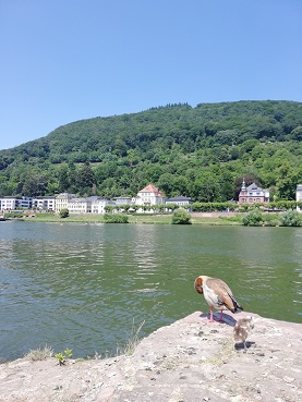 ライン川のほとりで(間違い)